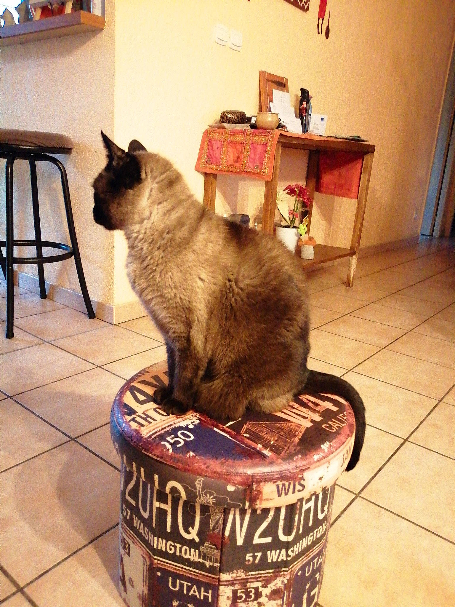 Luna participe au concours pour gagner de l'argent avec cette photo : black_cat, box, carnivore, cat, cat_supply, chair, domestic_short_haired_cat, fawn, felidae, flooring, fur, plant, room, small_to_medium_sized_cats, snout, table, tail, thai, tin, whiskers