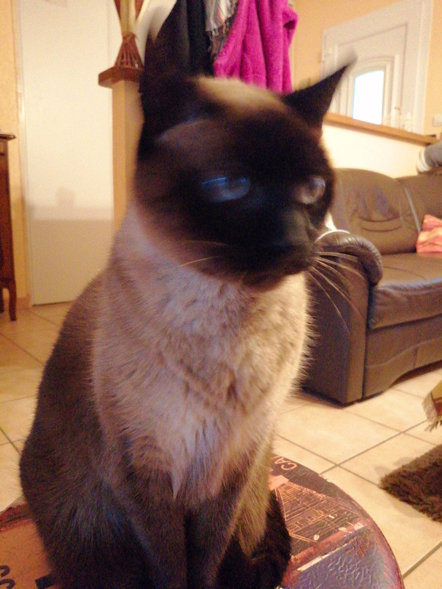 Luna participe au concours pour gagner de l'argent avec cette photo : carnivore, cat, comfort, couch, eye, fawn, felidae, flooring, fur, hardwood, houseplant, living_room, picture_frame, siamese, small_to_medium_sized_cats, snout, tail, thai, whiskers, wood