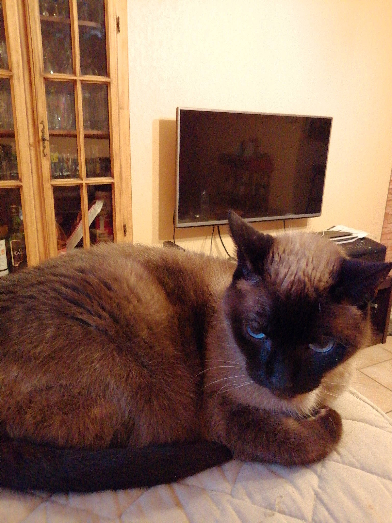 Luna participe au concours pour gagner de l'argent avec cette photo : bookcase, carnivore, cat, comfort, domestic_short_haired_cat, fawn, felidae, fur, iris, picture_frame, room, shelf, siamese, small_to_medium_sized_cats, snout, tail, thai, whiskers, window, wood