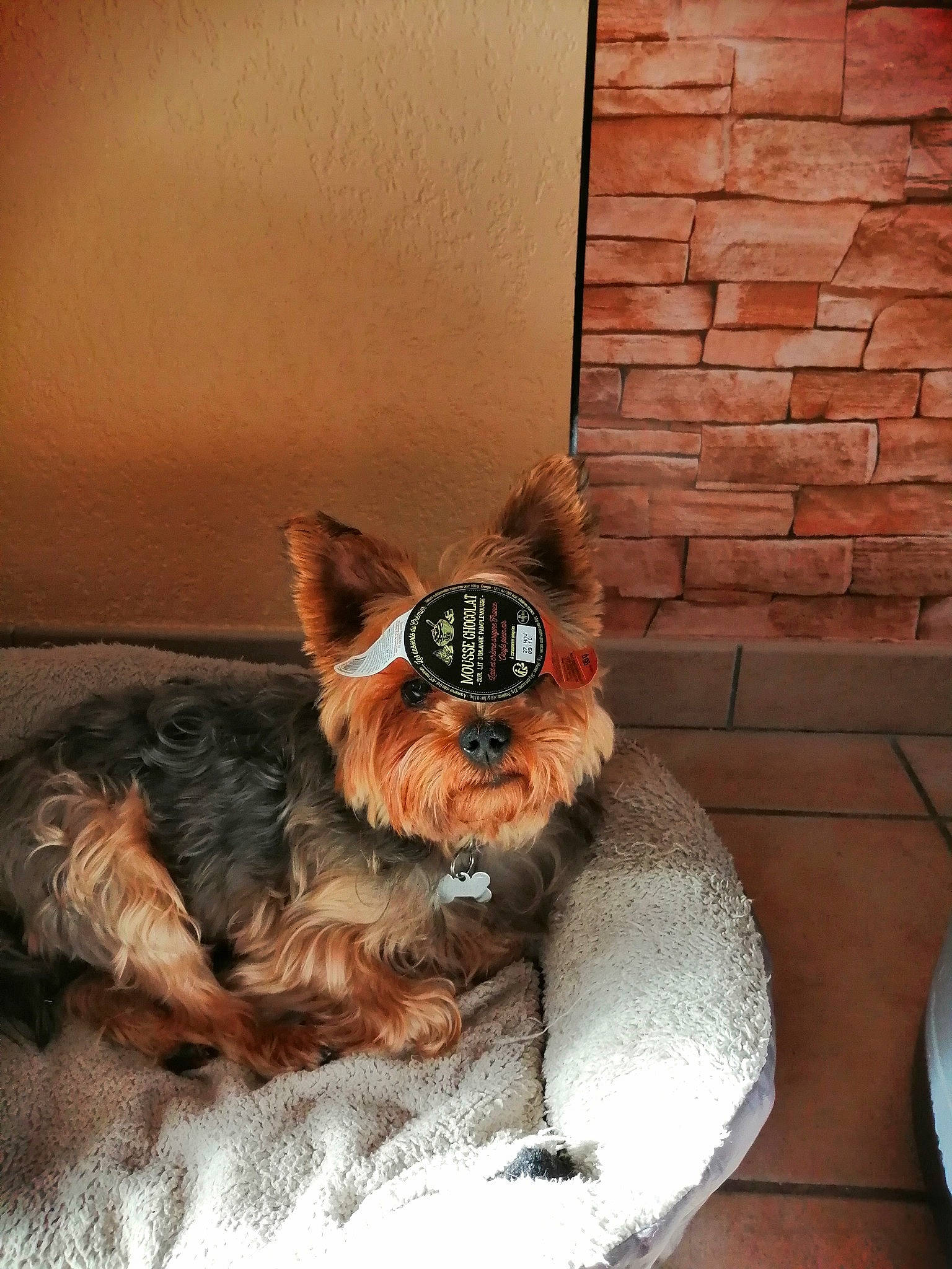 Gibsy participe au concours pour gagner de l'argent avec cette photo : carnivore, companion_dog, couch, dog, dog_breed, dog_clothes, dog_supply, fawn, felidae, liver, party_hat, pet_supply, red_panda, small_to_medium_sized_cats, snout, sporting_group, tail, toy, whiskers, working_animal