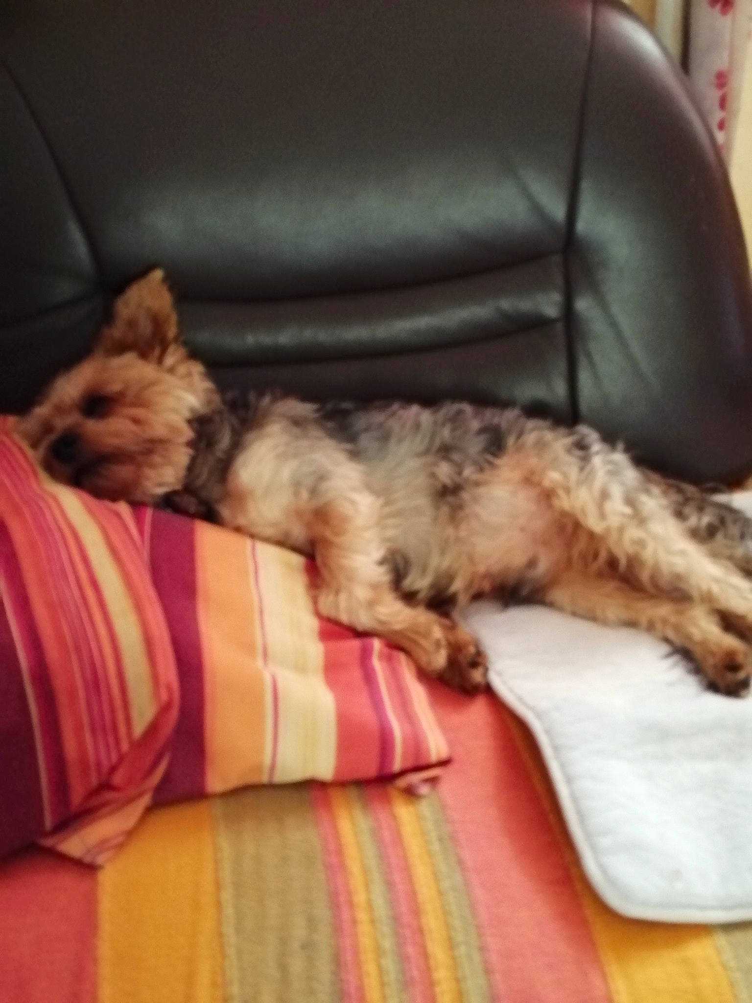 Gibsy participe au concours pour gagner de l'argent avec cette photo : carnivore, comfort, companion_dog, couch, dog, dog_breed, fawn, felidae, flooring, fur, linens, mammal, paw, small_to_medium_sized_cats, snout, tail, textile, vertebrate, whiskers, wood