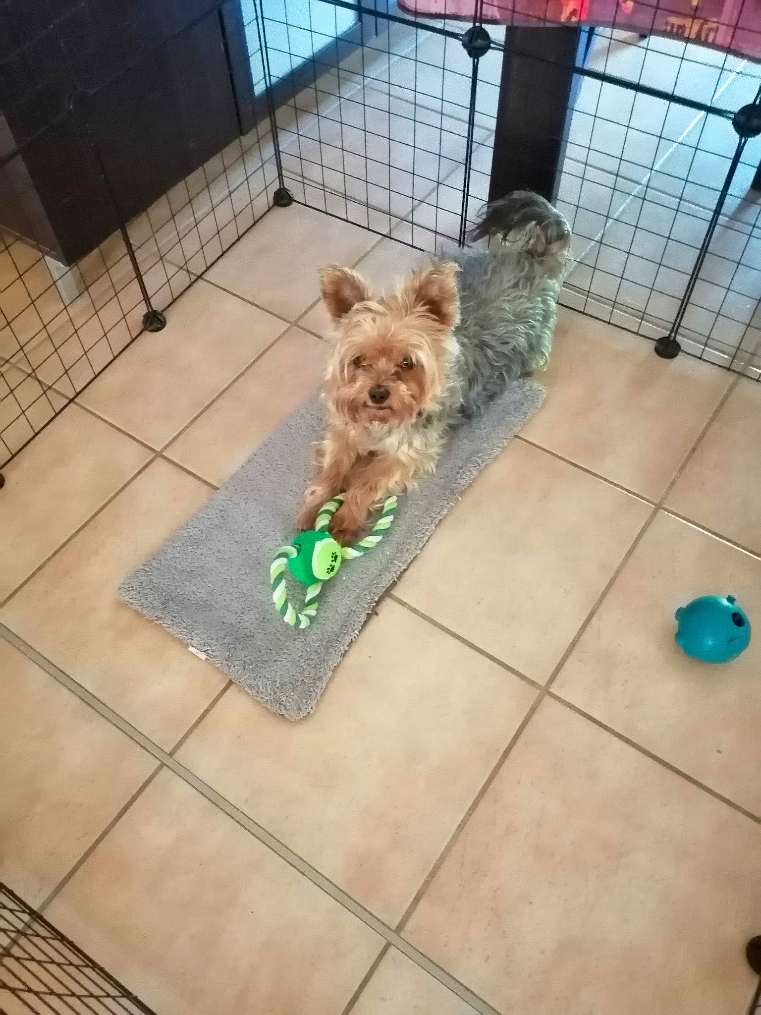 Gibsy a rejoint le concours — aidez-le/la à gagner de superbes lots ! carnivore, companion_dog, dog, dog_breed, dog_clothes, dog_supply, event, fawn, floor, flooring, fur, mammal, pet_supply, small_terrier, snout, terrier, toy_dog, vertebrate, working_animal, yorkipoo