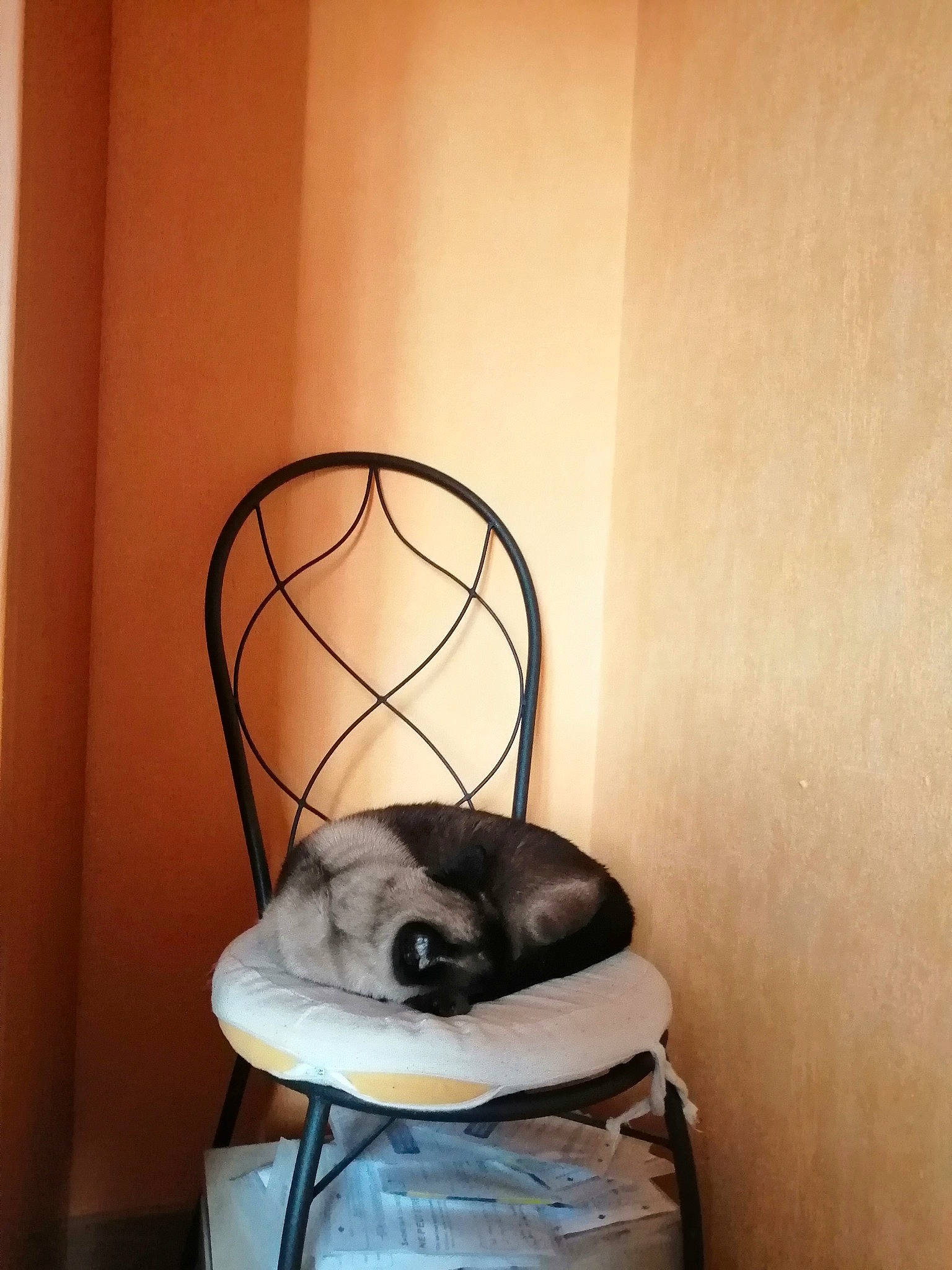 Luna a rejoint le concours — aidez-le/la à gagner de superbes lots ! cage, carnivore, cat_supply, comfort, felidae, gas, household_supply, lampshade, light_fixture, lighting_accessory, metal, paper, pet_supply, room, sculpture, small_to_medium_sized_cats, still_life_photography, visual_arts, whiskers, wood