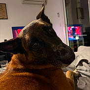 Raiden participe au concours pour gagner de l'argent avec cette photo : air_conditioner, animal, bed, blanket, brown, canine, close_up, companion, cozy, curious, dog, domestic, furniture, indoors, living_room, looking_back, night, pet, relaxed, television