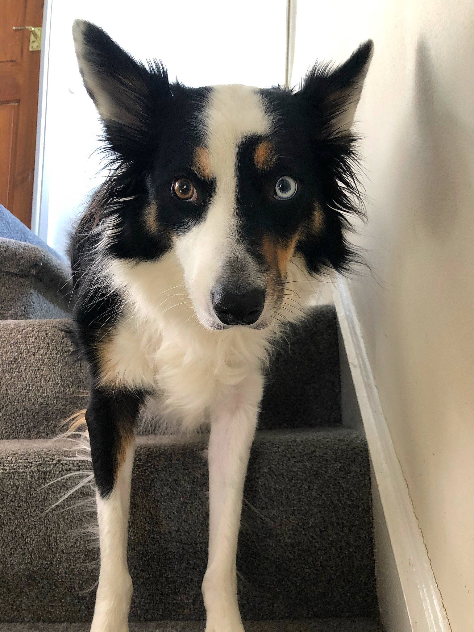 Saffie is registered to the contest to win money with this photo: ancient_dog_breeds, australian_collie, border_collie, cabinetry, canidae, carnivore, companion_dog, dog, dog_breed, door, fur, herding_dog, snout, sporting_group, whiskers, wood, working_animal, working_dog