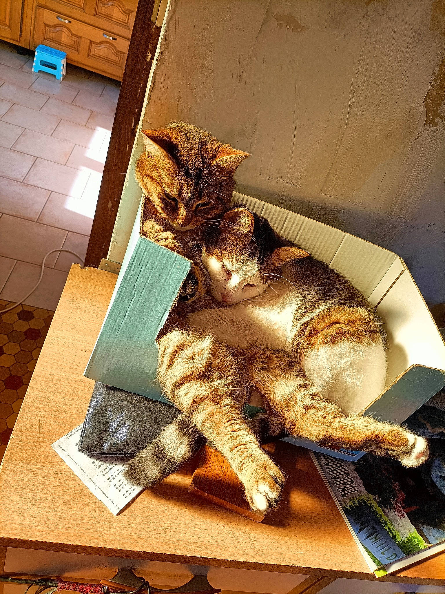 Anna participe au concours pour gagner de l'argent avec cette photo : cardboard, carnivore, cat, claw, comfort, domestic_short_haired_cat, felidae, fur, hardwood, metal, paw, room, small_to_medium_sized_cats, table, tail, terrestrial_animal, whiskers, wood