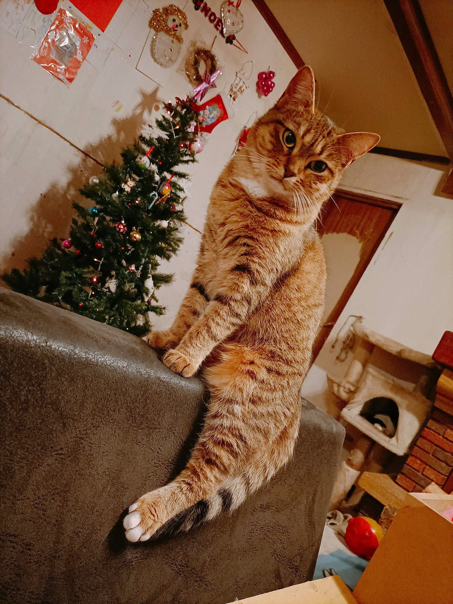Anna a rejoint le concours — aidez-le/la à gagner de superbes lots ! carnivore, cat, christmas_ornament, christmas_tree, comfort, couch, domestic_short_haired_cat, event, felidae, fur, holiday, paw, room, shelf, small_to_medium_sized_cats, tail, tree, whiskers, window, wood