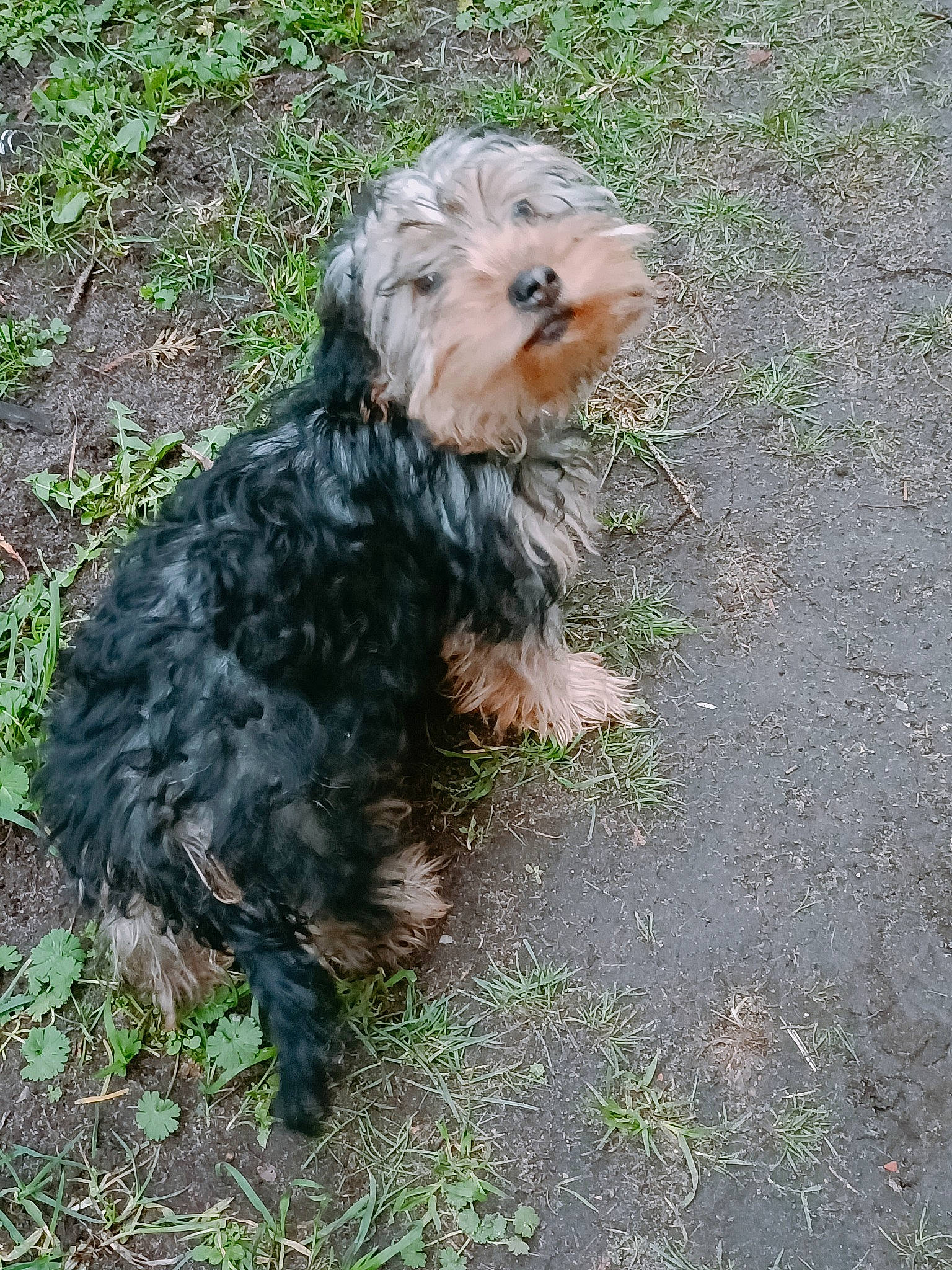 Cullen participe au concours pour gagner de l'argent avec cette photo : canidae, carnivore, companion_dog, dog, dog_breed, fur, grass, liver, maltepoo, poodle_crossbreed, puppy, road_surface, small_terrier, soil, sporting_group, terrier, toy_dog, water_dog, working_animal, yorkipoo