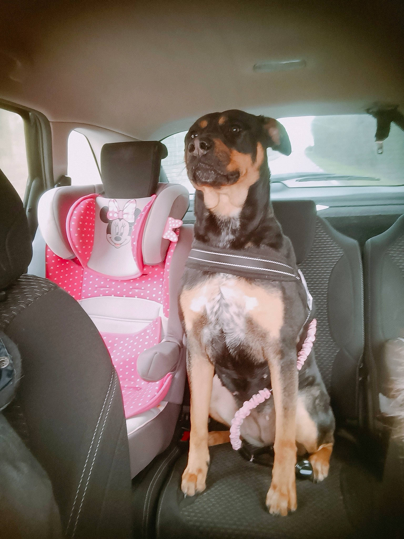Dakota participe au concours pour gagner de l'argent avec cette photo : auto_part, automotive_design, automotive_exterior, car, car_seat, car_seat_cover, carnivore, collar, comfort, companion_dog, dog, dog_breed, family_car, fawn, head_restraint, motor_vehicle, seat_belt, vehicle, vehicle_door, window