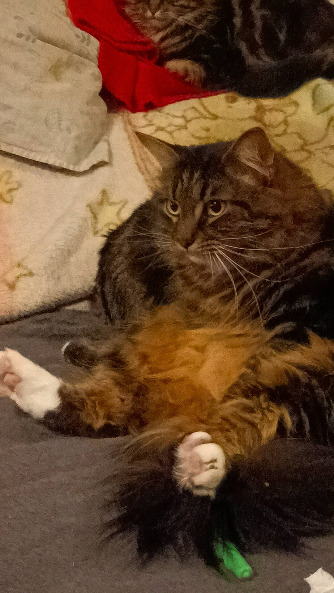 Labinocle a rejoint le concours — aidez-le/la à gagner de superbes lots ! carnivore, cat, claw, comfort, domestic_short_haired_cat, felidae, fur, paw, small_to_medium_sized_cats, tail, terrestrial_animal, whiskers, wood