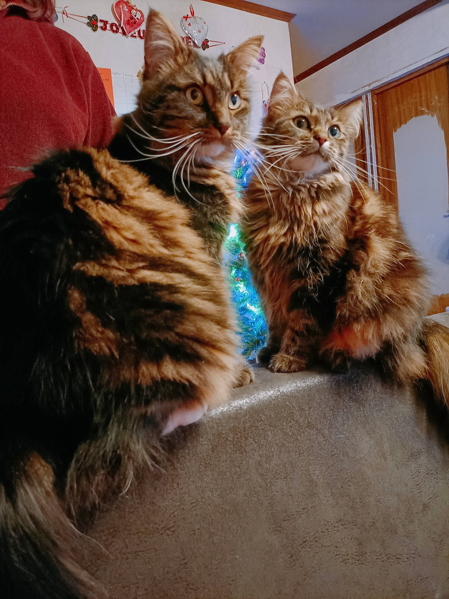 Labinocle participe au concours pour gagner de l'argent avec cette photo : carnivore, cat, claw, comfort, domestic_short_haired_cat, fawn, felidae, fur, paw, small_to_medium_sized_cats, tail, terrestrial_animal, whiskers