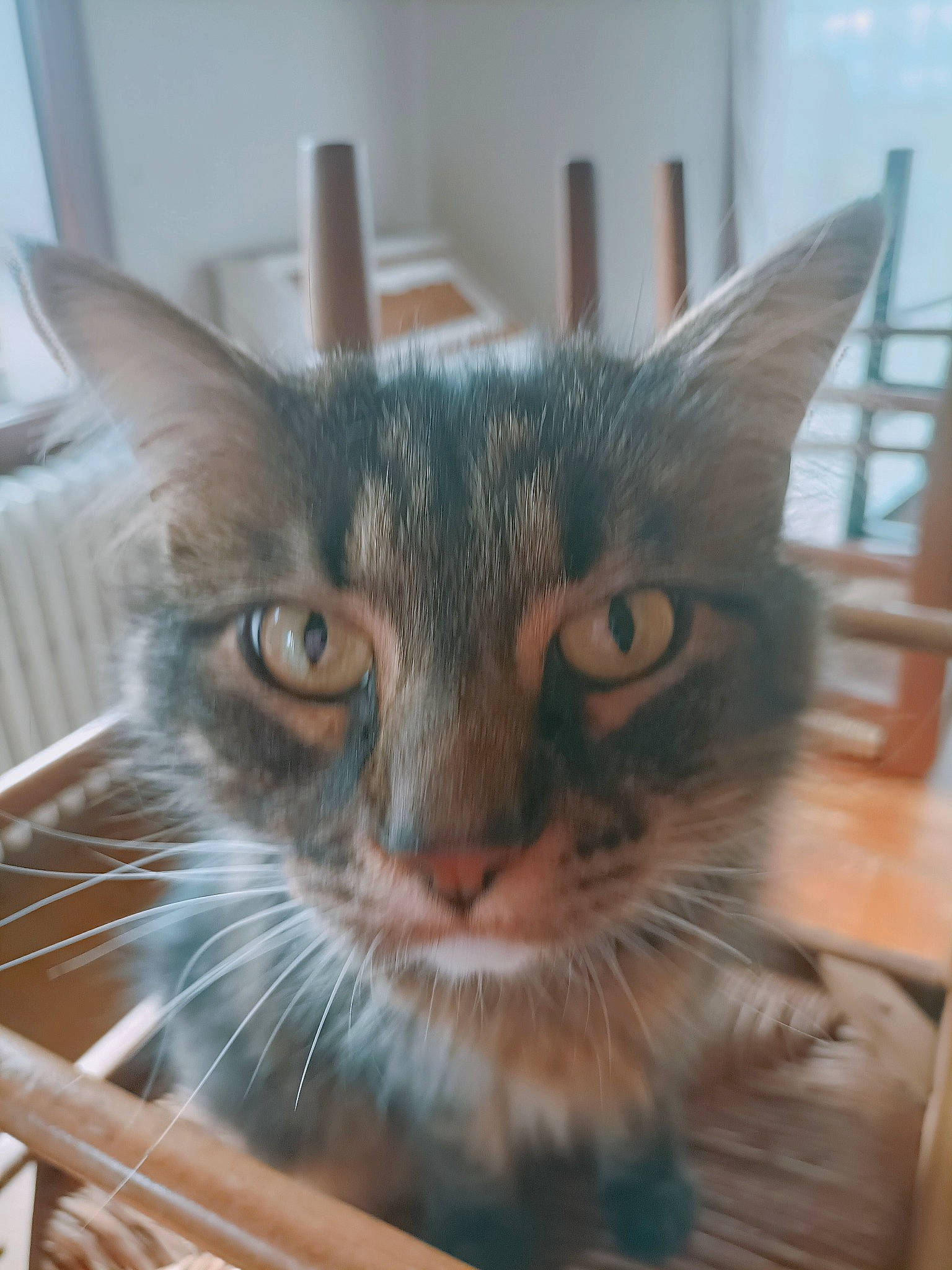 Labinocle a rejoint le concours — aidez-le/la à gagner de superbes lots ! carnivore, cat, cat_supply, domestic_short_haired_cat, felidae, fur, pet_supply, small_to_medium_sized_cats, snout, whiskers, window, wood