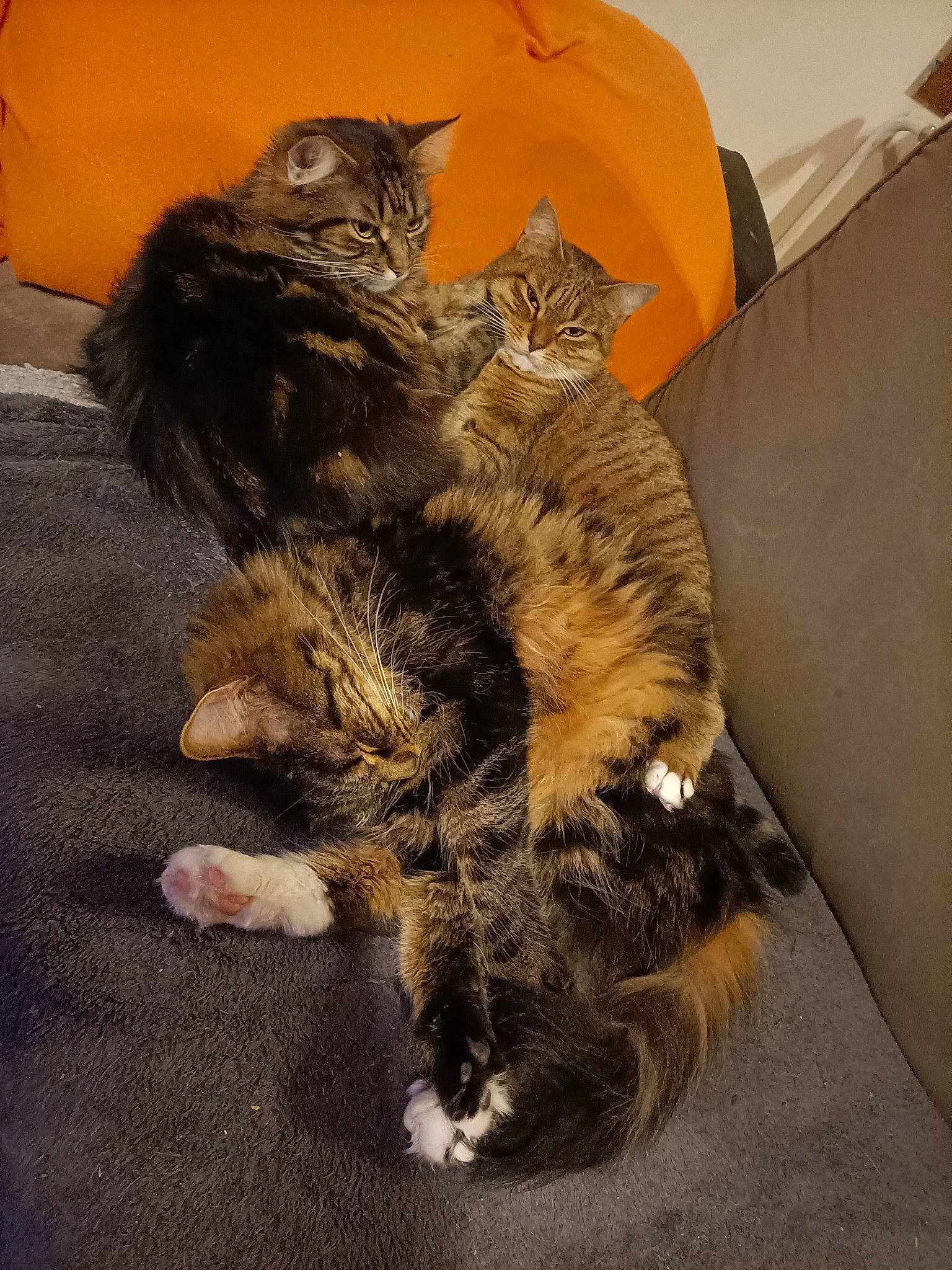 Caramel a rejoint le concours — aidez-le/la à gagner de superbes lots ! black_cat, carnivore, cat, claw, comfort, domestic_short_haired_cat, fawn, felidae, flooring, fur, human_leg, paw, small_to_medium_sized_cats, snout, tail, terrestrial_animal, whiskers