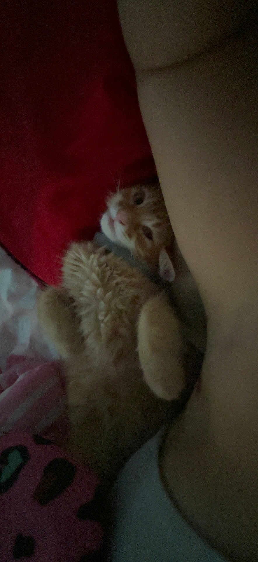 Cheddar
