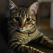 Jasper joined the competition — help win amazing prizes! cat, tabby, close_up, portrait, animal, pet, feline, whiskers, striped_fur, indoor, soft_lighting, focused, eyes, relaxed, laying_down, dark_background, calm, cute, domestic_cat, mammal