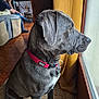 dog, window, indoor, red_collar, gray_coat, person, couch, floor, curtain, thoughtful, pet, side_view, sitting, home, furniture, relaxed, looking_out, collar_tag, daylight, carpet