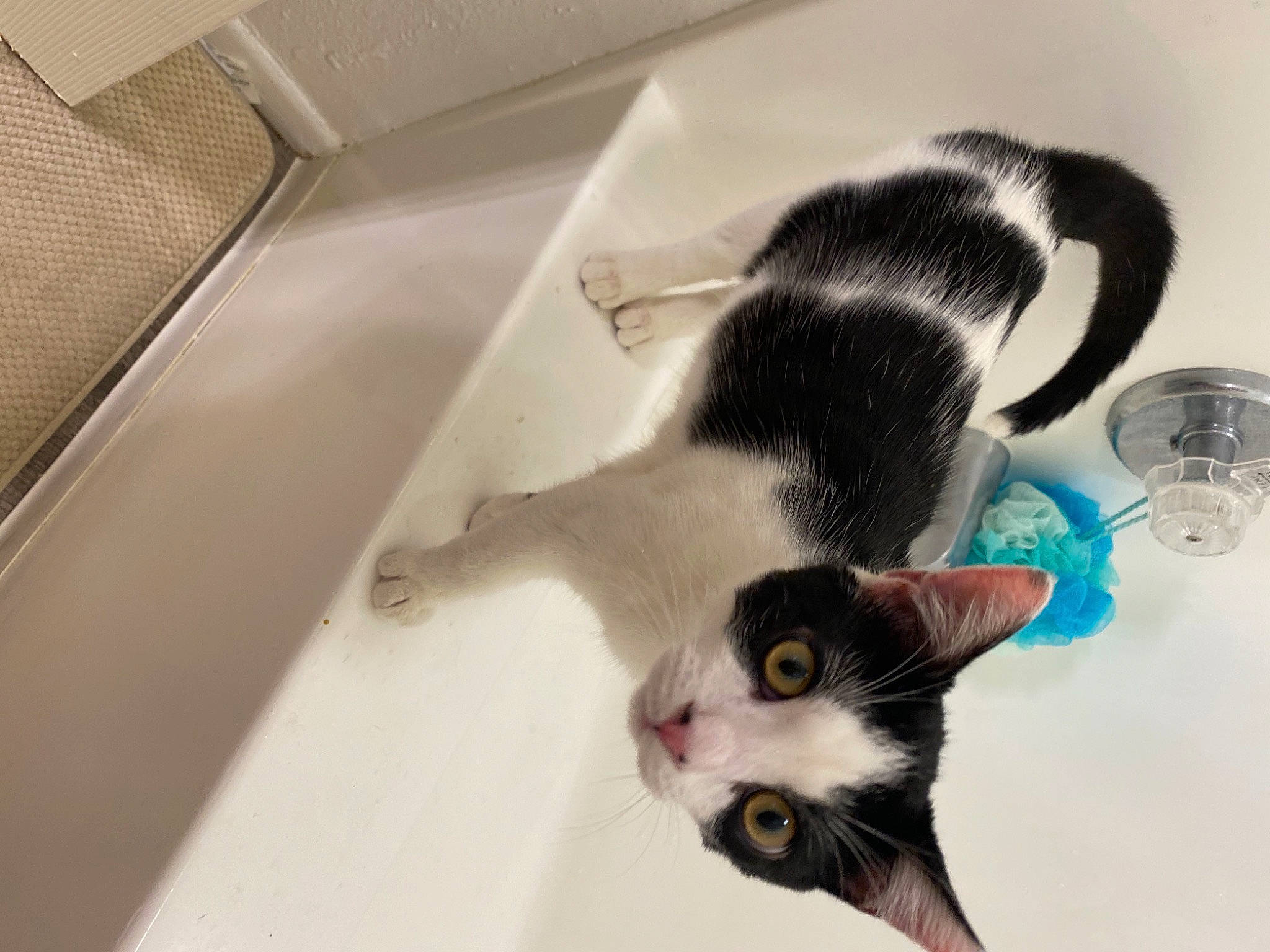 Forrest joined the competition — help win amazing prizes! bathtub, carnivore, cat, domestic_short_haired_cat, ear, european_shorthair, felidae, fur, kitten, paw, plumbing_fixture, small_to_medium_sized_cats, tail, whiskers