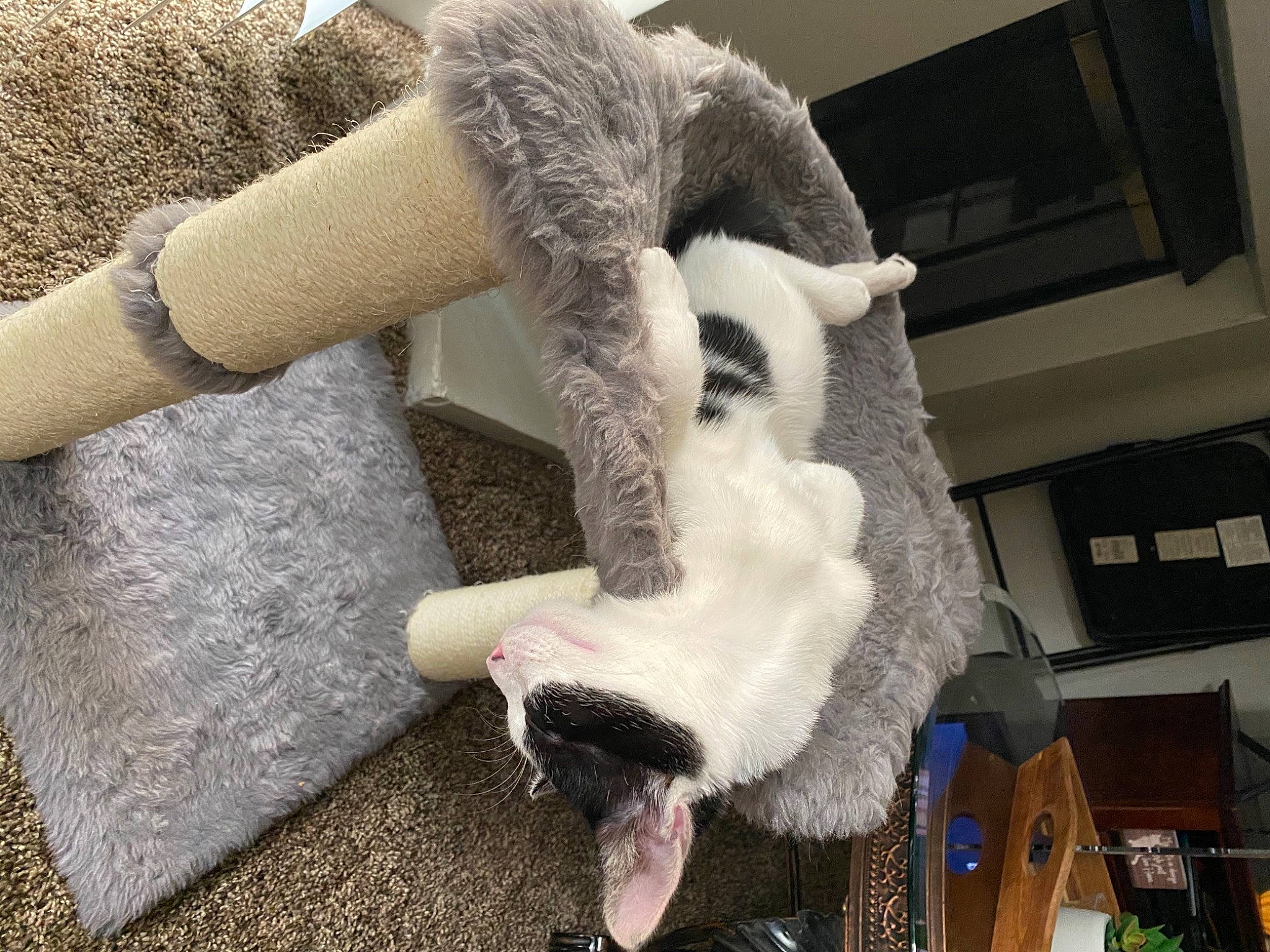 Forrest joined the competition — help win amazing prizes! carnivore, cat, claw, felidae, fur, fur_clothing, hand, leg, plush, polydactyl_cat, small_to_medium_sized_cats, tail, textile, wool