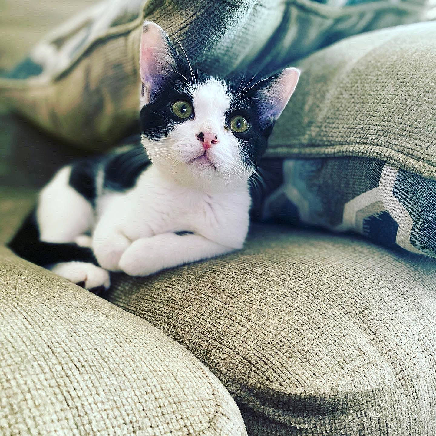 Forrest joined the competition — help win amazing prizes! asian, carnivore, cat, domestic_short_haired_cat, ear, european_shorthair, eye, felidae, fur, furniture, kitten, leg, mammal, nose, polydactyl_cat, small_to_medium_sized_cats, snout, whiskers