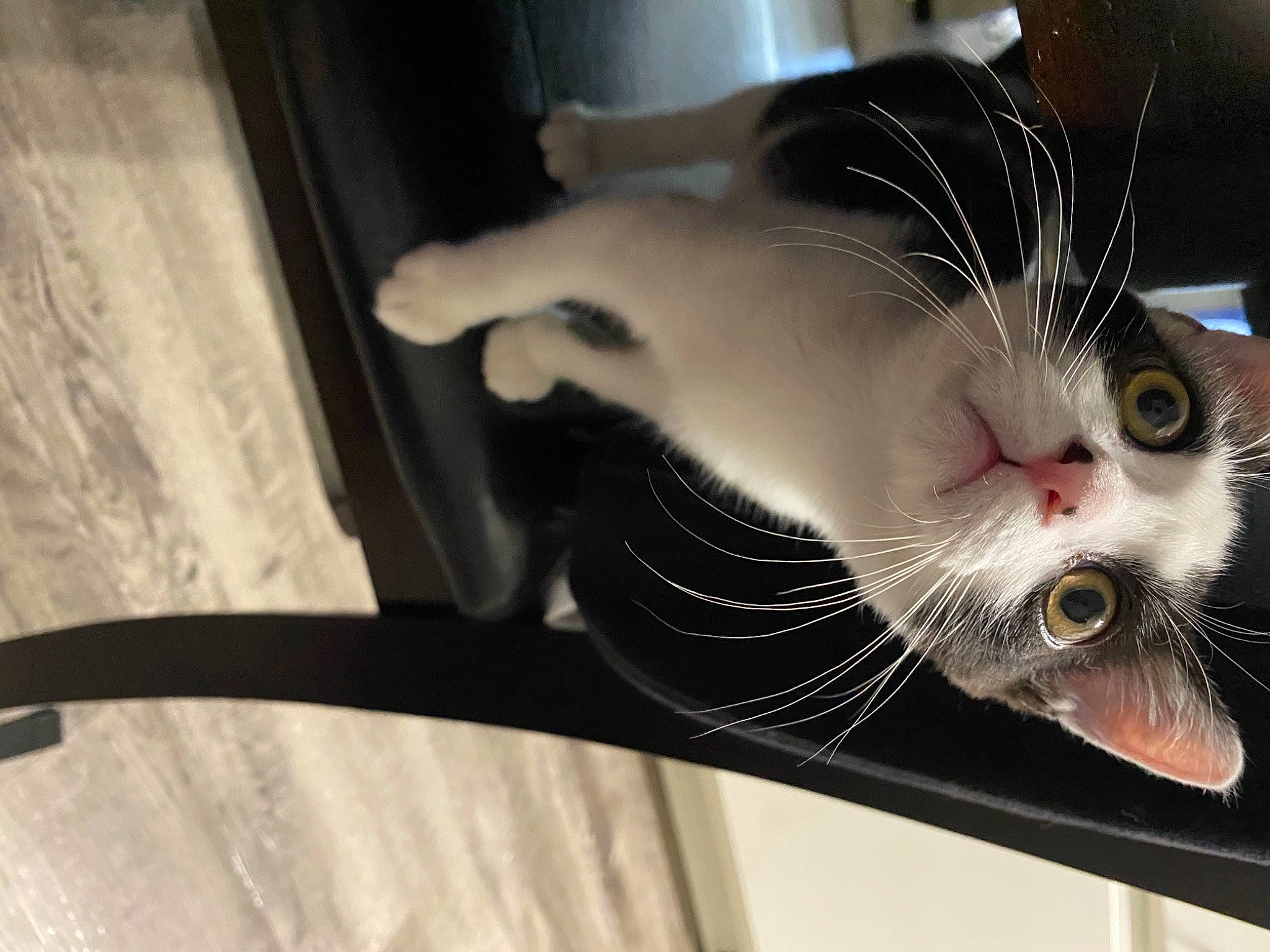 Forrest joined the competition — help win amazing prizes! asian, carnivore, cat, domestic_short_haired_cat, ear, european_shorthair, felidae, fur, kitten, polydactyl_cat, small_to_medium_sized_cats, snout, tail, whiskers