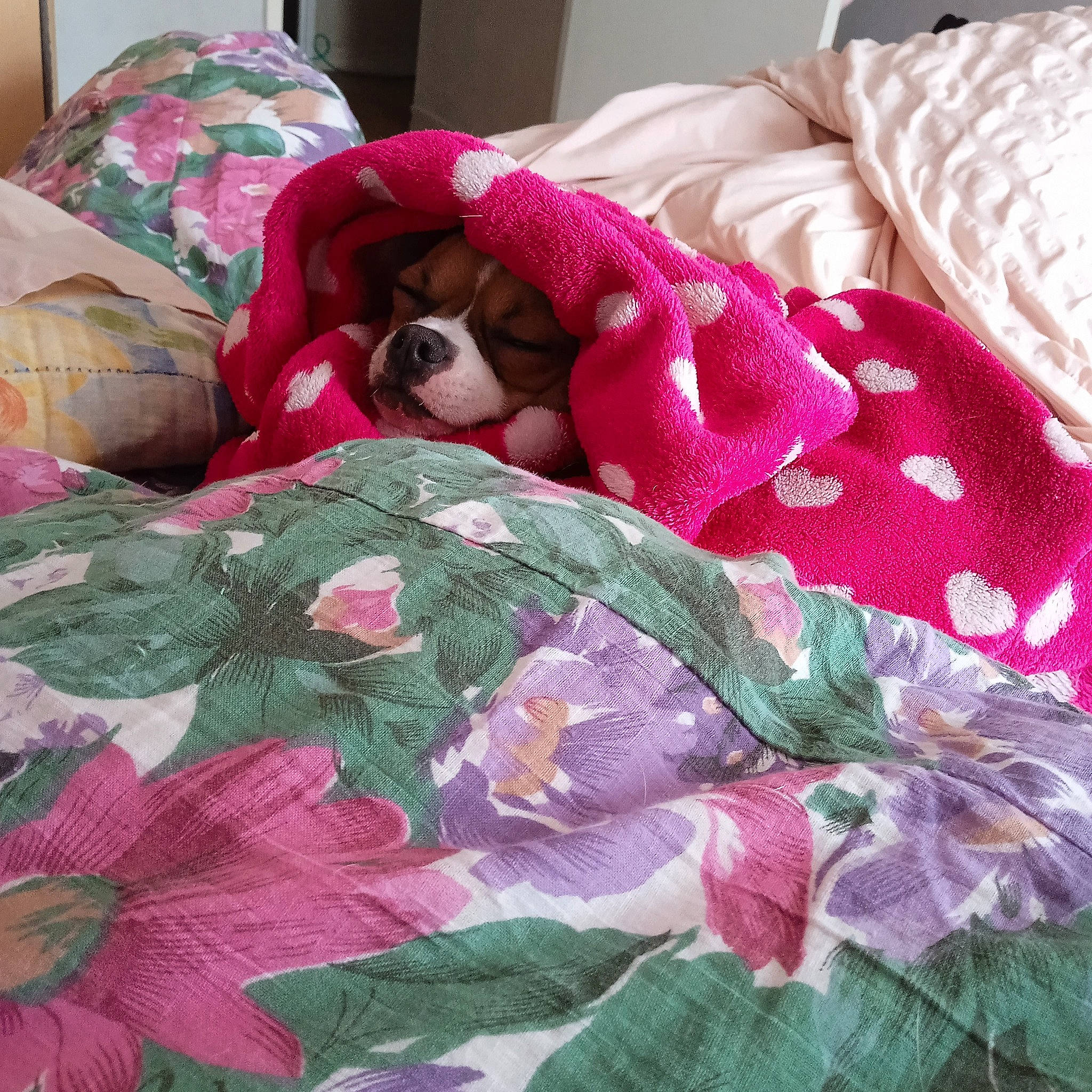 Snoopy a rejoint le concours — aidez-le/la à gagner de superbes lots ! ball, bed_sheet, bedding, carnivore, comfort, companion_dog, dog, dog_breed, dog_supply, fawn, flooring, green, linens, magenta, pattern, pink, plaid, sleeve, textile, working_animal