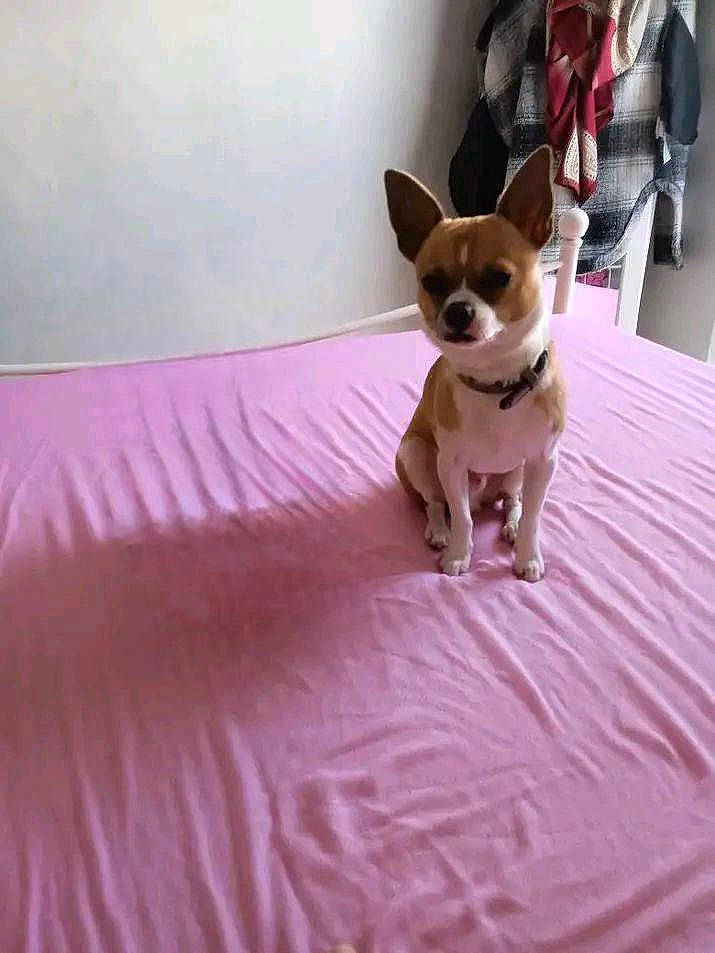 Snoopy participe au concours pour gagner de l'argent avec cette photo : bed, bedding, canidae, carnivore, chihuahua, comfort, companion_dog, dog, dog_breed, dog_supply, fawn, flooring, linens, magenta, pink, snout, sporting_group, toy_dog, whiskers, working_animal