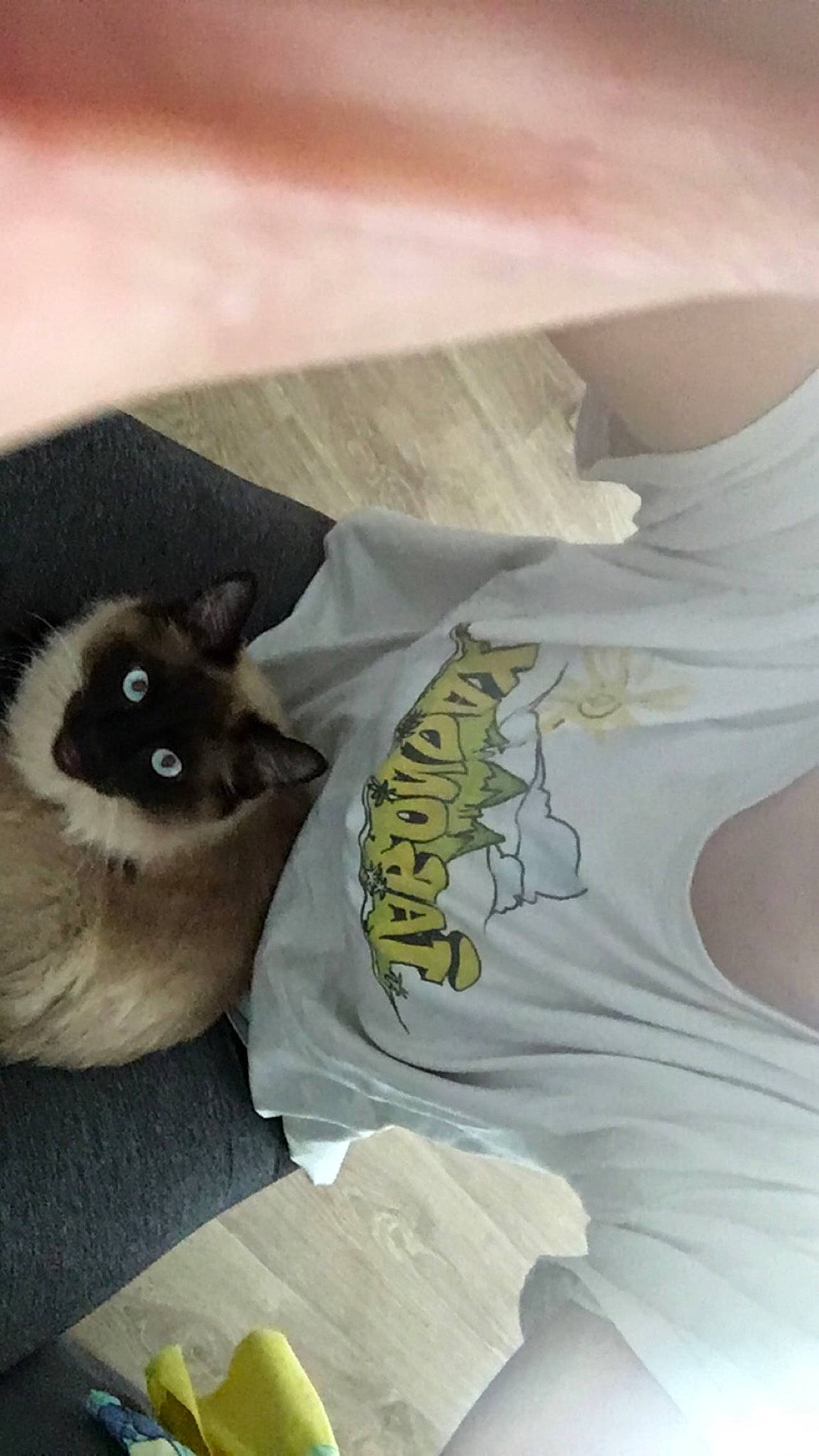 Son Goku participe au concours pour gagner de l'argent avec cette photo : cat, felidae, kitten, small_to_medium_sized_cats, tail, whiskers