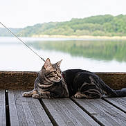 Nino participe au concours pour gagner de l'argent avec cette photo : cat, tabby_cat, leash, wooden_dock, lake, water, reflection, forest, trees, outdoor, nature, animal, pet, feline, calm, resting, daytime, landscape, scenic, peaceful