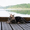 animal, calm, cat, daytime, feline, forest, lake, landscape, leash, nature, outdoor, peaceful, pet, reflection, resting, scenic, tabby_cat, trees, water, wooden_dock