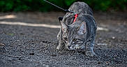 Nino participe au concours pour gagner de l'argent avec cette photo : cat, gray_tabby, leash, outdoor, animal, pet, ground, gravel, nature, greenery, curious, crouching, whiskers, ears, feline, walking, daylight, closeup, mammal, alert