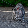 alert, animal, cat, closeup, crouching, curious, daylight, ears, feline, gravel, gray_tabby, greenery, ground, leash, mammal, nature, outdoor, pet, walking, whiskers