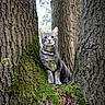 Nino a rejoint le concours — aidez-le/la à gagner de superbes lots ! cat, tree, moss, nature, outdoor, animal, gray_tabby, bark, forest, wildlife, curious, perched, daylight, whiskers, fauna, plant, trunk, woodland, pet, mammal