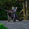 Nino a rejoint le concours — aidez-le/la à gagner de superbes lots ! cat, tabby_cat, leash, outdoor, nature, greenery, gravel, tree, animal, pet, feline, walking, curious, alert, fur, tail, whiskers, daylight, forest, background