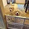 dog, dogs, golden_retriever, puppy, pet, animal, two_animals, face, tongue, smiling, happy, indoors, home, carpet, baby_gate, playpen, furniture, dining_area, portrait, funny