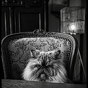 Achille a rejoint le concours — aidez-le/la à gagner de superbes lots ! cat, persian_cat, fluffy, long_hair, grumpy, portrait, sitting, chair, ornate, vintage, antique, upholstery, floral_pattern, black_and_white, indoors, furniture, table, lamp, home_decor, close_up