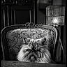 cat, persian_cat, fluffy, long_hair, grumpy, portrait, sitting, chair, ornate, vintage, antique, upholstery, floral_pattern, black_and_white, indoors, furniture, table, lamp, home_decor, close_up