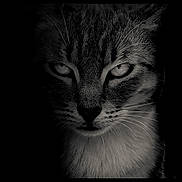 Atlas participe au concours pour gagner de l'argent avec cette photo : cat, feline, close_up, portrait, black_and_white, monochrome, fluffy_fur, whiskers, eyes, staring, dramatic, moody, cinematic, animal, pet, face, head, front_view, dark_background, photography