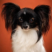 Baya participe au concours pour gagner de l'argent avec cette photo : adorable, alert, animal, black_and_white_fur, close_up, cute, dog, domestic_animal, fluffy_ears, friendly, furry, long_fur, looking_at_camera, mammal, orange_background, papillon, pet, portrait, small_dog, studio_shot