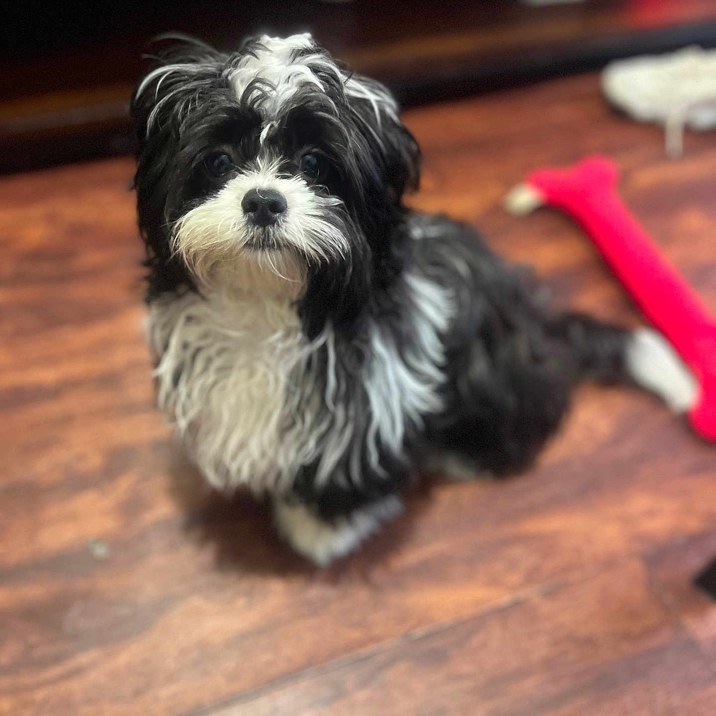 Chispy is registered to the contest to win money with this photo: affenpinscher, animal, canine, cockerspaniel, dog, hardwood, indoors, interiordesign, papillon, pet, plywood, poodle, puppy, terrier, whitedog, wood