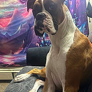 Cash is registered to the contest to win money with this photo: alert, blanket, boxer, brown_and_white, close_up, colorful_tapestry, couch, dog, ears, eyes, face, furniture, indoor, nose, paw, pet, portrait, short_coat, sitting, whiskers