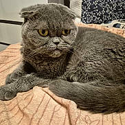 Moshi participe au concours pour gagner de l'argent avec cette photo : cat, scottish_fold, gray_cat, pet, animal, indoor, blanket, furniture, cozy, resting, fur, whiskers, ears, yellow_eyes, cute, domestic_cat, sleepy, closeup, soft, relaxed