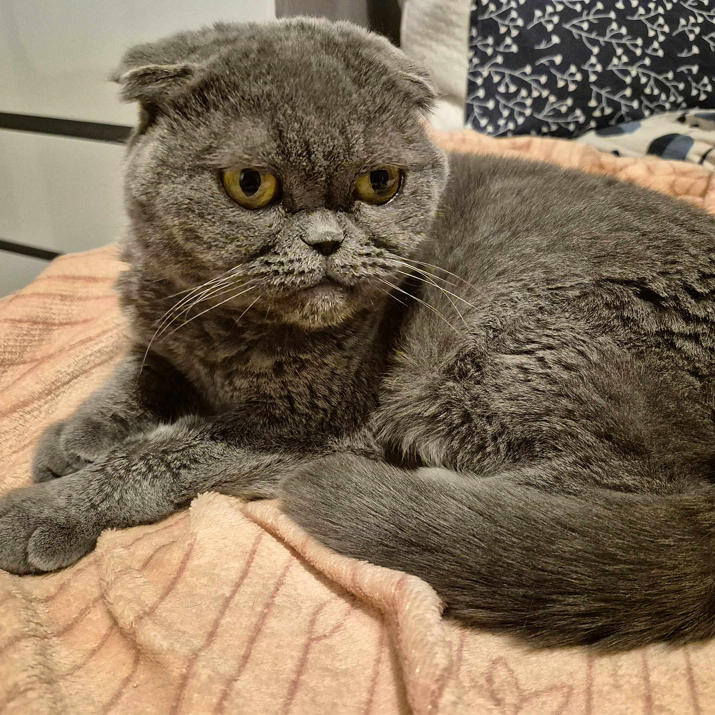 Moshi participe au concours pour gagner de l'argent avec cette photo : cat, scottish_fold, gray_cat, pet, animal, indoor, blanket, furniture, cozy, resting, fur, whiskers, ears, yellow_eyes, cute, domestic_cat, sleepy, closeup, soft, relaxed