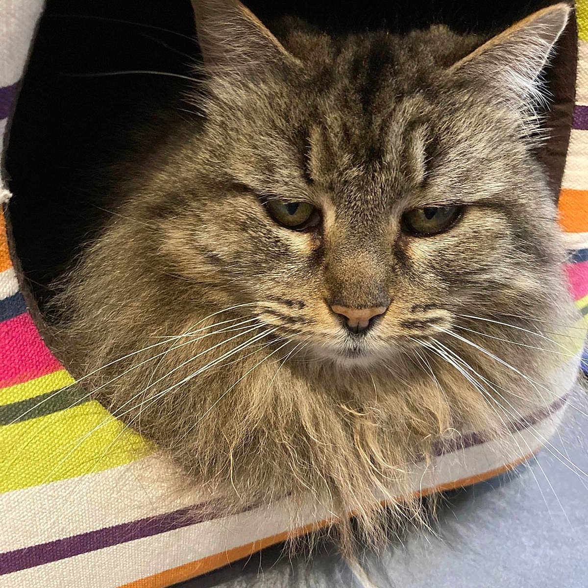 Saba a rejoint le concours — aidez-le/la à gagner de superbes lots ! abyssinian, angora, animal, cat, citrusfruit, couch, cushion, food, fruit, furniture, homedecor, indoors, kitten, manx, person, pet, plant, produce, slate, sleeping