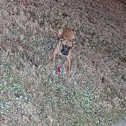 Addyson is registered to the contest to win money with this photo: alert, brown_dog, canine, collar, dog, flash, front_paws, grass, lawn, leaves, night_photo, outdoor, pet, playing, portrait, sidewalk, standing, tennis_ball, toy, yard