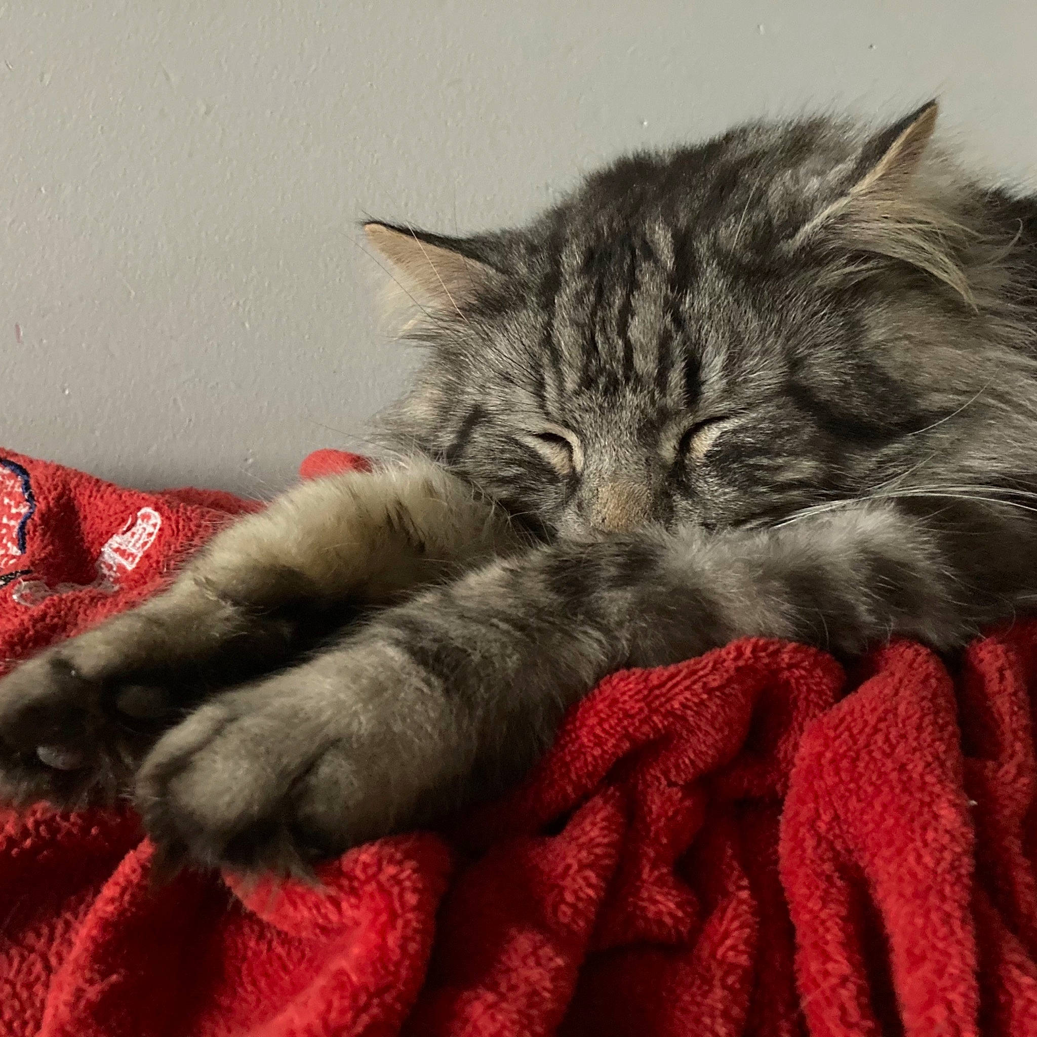 Soap a rejoint le concours — aidez-le/la à gagner de superbes lots ! carnivore, cat, claw, close_up, comfort, domestic_short_haired_cat, felidae, fur, grey, mammal, nap, paw, sky, sleep, small_to_medium_sized_cats, snout, tail, textile, vertebrate, whiskers