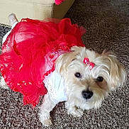 Ava joined the competition — help win amazing prizes! animal, bag, ball, canine, clothing, coat, dog, dogbed, dress, flower, football, pet, petal, plant, puppy, soccer, soccerball, sport, terrier, whitedog