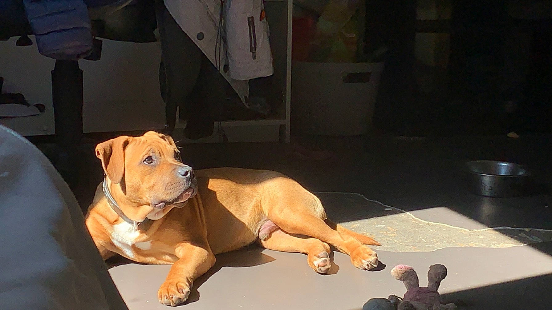 Narco a rejoint le concours — aidez-le/la à gagner de superbes lots ! canidae, carnivore, comfort, companion_dog, dog, dog_breed, dog_collar, fawn, flooring, guard_dog, hardwood, molosser, paw, snout, sporting_group, tail, whiskers, wood, working_animal, wrinkle