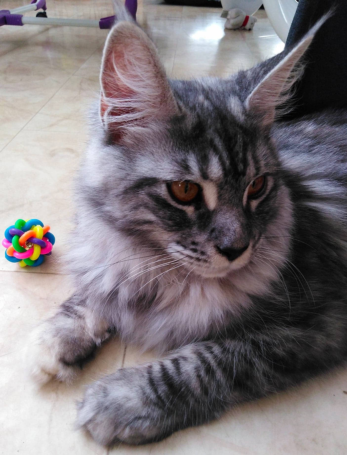 Phéline participe au concours pour gagner de l'argent avec cette photo : american_shorthair, asian, carnivore, cat, claw, domestic_long_haired_cat, domestic_short_haired_cat, european_shorthair, felidae, kitten, maine_coon, mammal, norwegian_forest_cat, ragamuffin, siberian, small_to_medium_sized_cats, tabby_cat, turkish_angora, vertebrate, whiskers