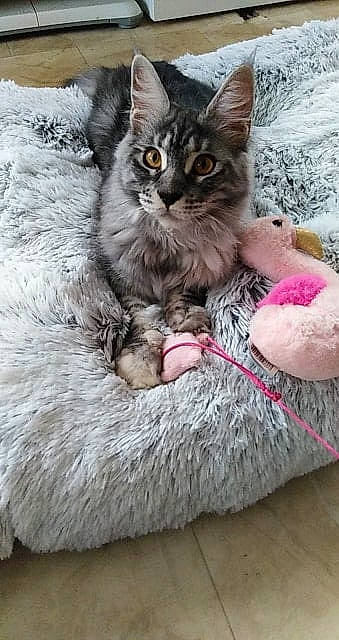 Phéline participe au concours pour gagner de l'argent avec cette photo : aegean_cat, asian, british_semi_longhair, carnivore, cat, domestic_short_haired_cat, dragon_li, european_shorthair, felidae, fur, kitten, maine_coon, mammal, pixie_bob, polydactyl_cat, siberian, small_to_medium_sized_cats, tabby_cat, vertebrate, whiskers