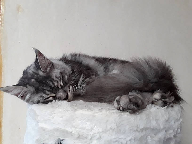 Phéline participe au concours pour gagner de l'argent avec cette photo : asian, british_longhair, british_semi_longhair, carnivore, cat, domestic_long_haired_cat, drawing, felidae, fur, kitten, maine_coon, nap, norwegian_forest_cat, ragamuffin, siberian, small_to_medium_sized_cats, tabby_cat, tail, whiskers
